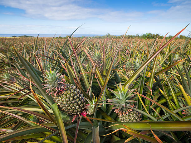 ananas plantation rolnictwa - close up growth landscape landscaped zdjęcia i obrazy z banku zdjęć