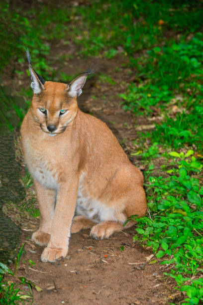 istock Pretty specimen of Caracal 1825131987