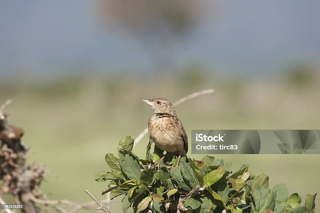 Flappet Lark (Mirafra rufocinnamomea - Zbiór zdjęć royalty-free (Afryka)