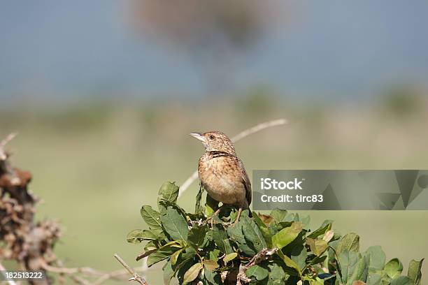 Flappet Lark Mirafra Rufocinnamomea - zdjęcia stockowe i więcej obrazów Afryka - Afryka, Bez ludzi, Brązowy