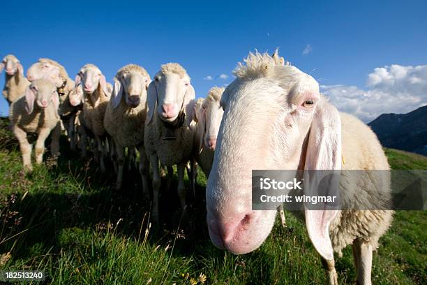 Grupa Młodych Owiec Patrzeć Do Kamery - zdjęcia stockowe i więcej obrazów Austria - Austria, Crossbred Owca, Część ciała zwierzęcia