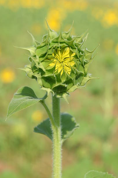 istock Young Sunflower close-up with green blur background vertical 182513323