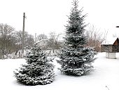 Two green beautiful Christmas trees on the street in winter. Christmas trees of different sizes in the yard of a house in the village near an old well. Landscape design with coniferous trees.