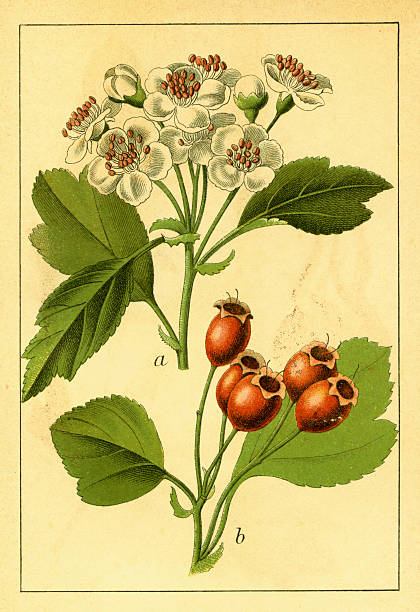 midland hawthorn/antyczny flower ilustracje - tree hawthorn isolated cut out stock illustrations
