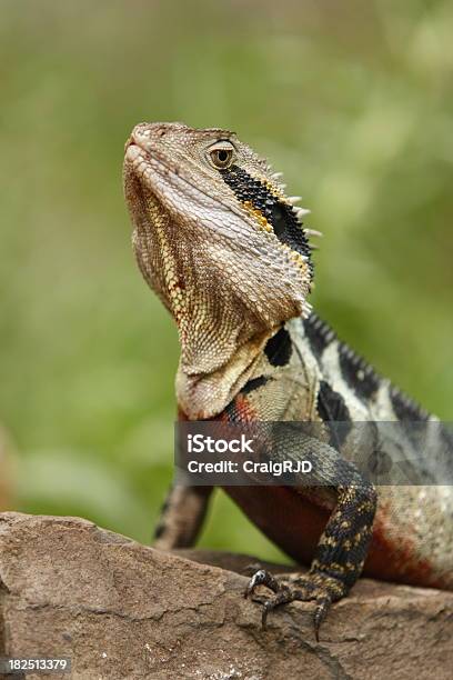 Water Dragon Stock Photo - Download Image Now - Animal, Animal Themes, Animal Wildlife