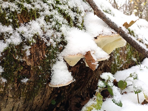 Parasite mushrooms grow in green moss under the snow on the trunk of a tree. Beautiful winter forest backgrounds.