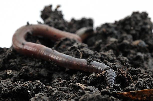 Earthworm on soil A Common European Earthworm burrowing into soil. eisenia fetida stock pictures, royalty-free photos & images