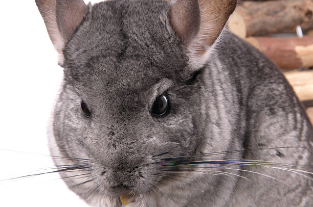 istock Cute grey chinchilla eating on corn. 182513818