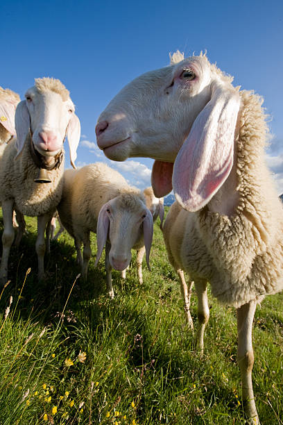 groupe de jeunes à la recherche dans la caméra mouton - lamb merino sheep sheep focus on foreground photos et images de collection