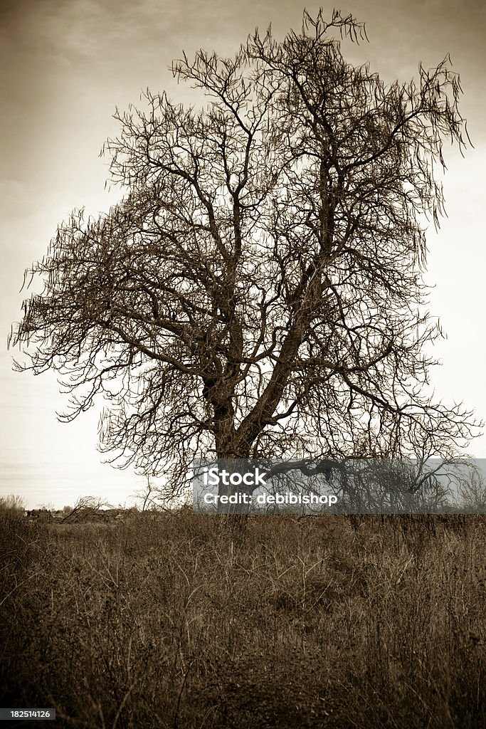 Shitty Looking Tree Scary Looking Tree Stock Photo - Download Image Now - Bare Tree, Branch ...