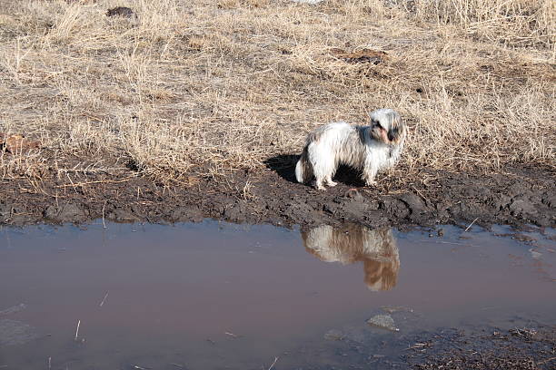 маленькая собака с тегами выглядит lost у воды в сумерки - vertebrate water puddle water surface стоковые фото и изображения