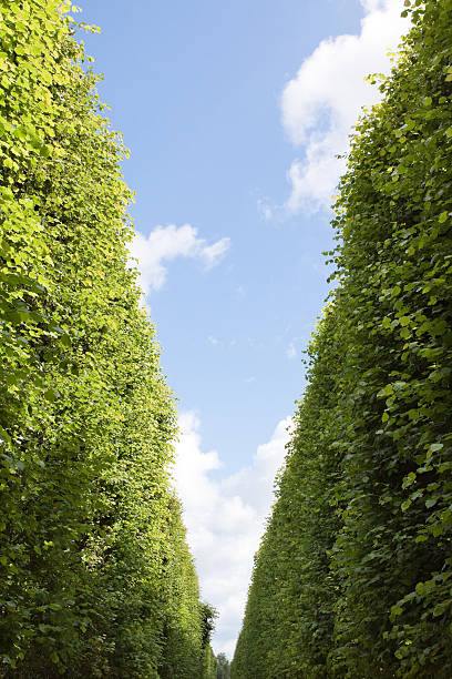 Copenhagen Maze "Shot from inside a maze in Copenhagen, Denmark looking up to the sky." Hidden Meaning stock pictures, royalty-free photos & images