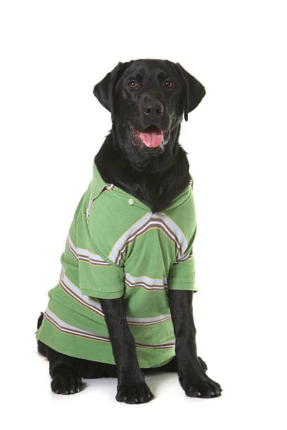 istock labrador retrevier in polo shirt 182514545