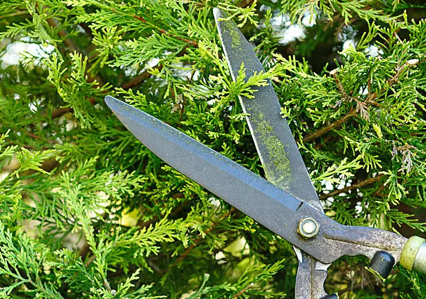 Pruning a conifer hedge with pruning shears