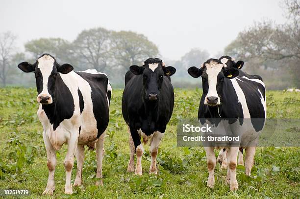 Vacas Em Um Campo - Fotografias de stock e mais imagens de Agricultura - Agricultura, Animal, Ao Ar Livre