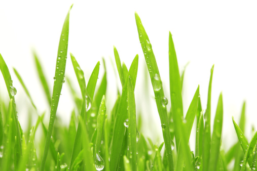 Isolated green grassy field with water drops on every blade with white copyspace