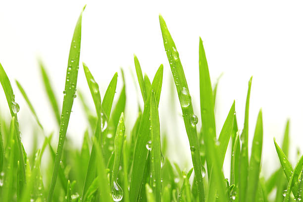 Photo of Water drops on green grass