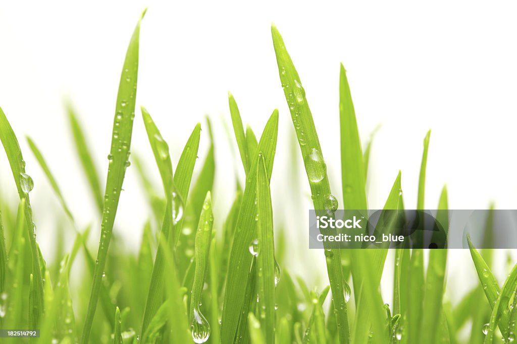 Krople wody na zielonej trawie - Zbiór zdjęć royalty-free (Źdźbło trawy)