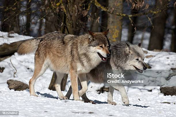 Wandern Wölfe Stockfoto und mehr Bilder von Fotografie - Fotografie, Gehen, Horizontal