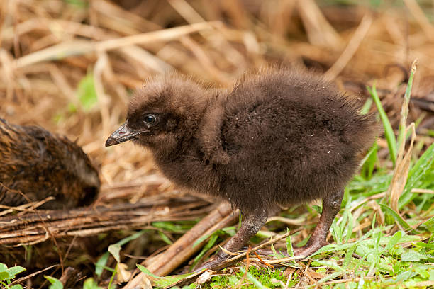 istock Baby weka bird 182515092