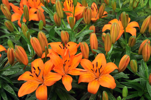 Orange Lily / Lilium Spp - Liliaceae