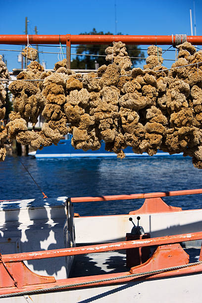 sponge fishing boat sponge hanging from boat to dry.Please Also See: sponge bath sponge nature animal stock pictures, royalty-free photos & images