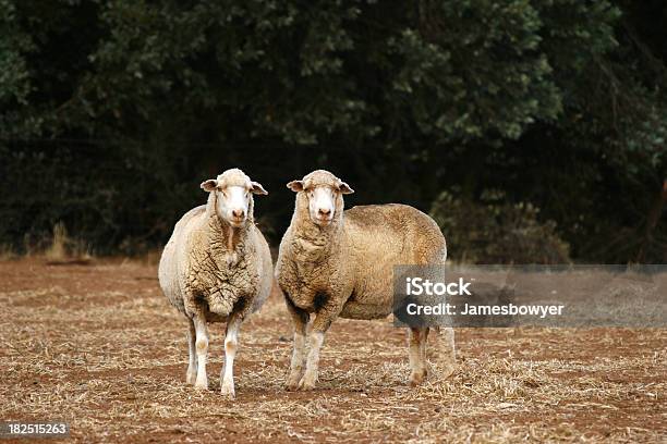 Ovelha - Fotografias de stock e mais imagens de Animal - Animal, Austrália, Campo agrícola