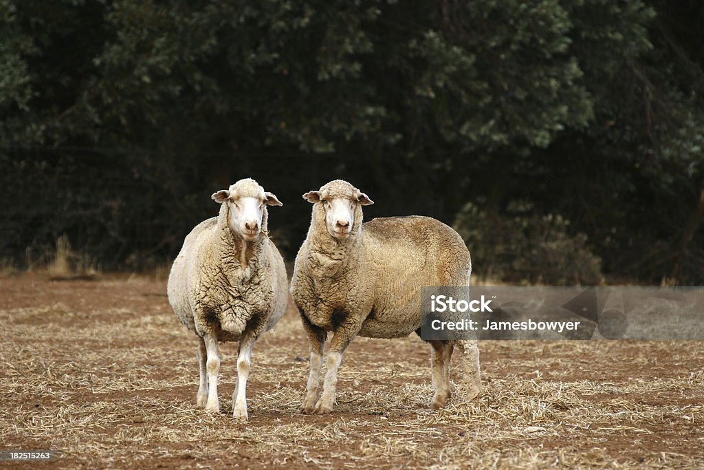 Овца - Стоковые фото Австралия - Австралазия роялти-фри