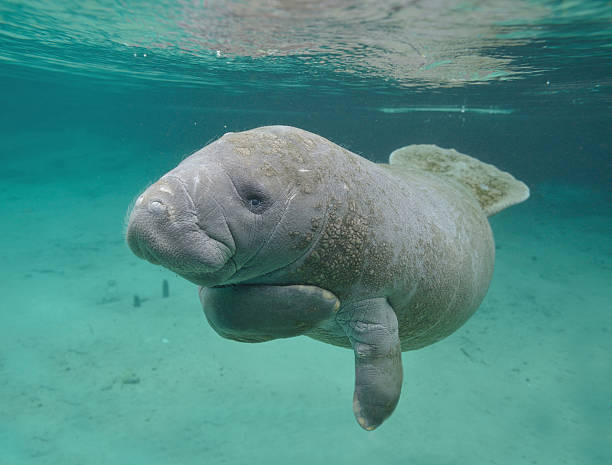 マナティ海の牛フロリダクリスタル川 - manatee ストックフォトと画像