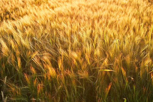 Close up picture of the ears of barley in the field during sunny summer sunset in the golden hour.  Beautiful colourful picture of the agriculture production of grains dedicated to make brewery malt.