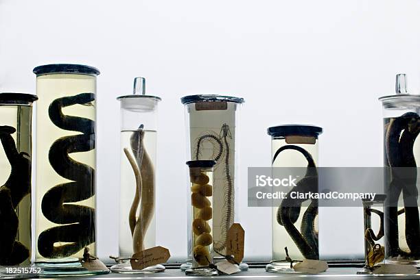 動物の標本の抽象的な背景 - 医療用サンプルのストックフォトや画像を多数ご用意 - 医療用サンプル, 広口瓶, 動物学