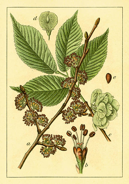 Wych elm | Antique Flower Illustrations "Antique 19th-century engraving of a wych elm. Illustration by Jacob Sturm (1771-1848) from the book Deutschlands Flora in Abbildungen nach der Natur mit Beschreibungen (Nuremberg, 1862).CLICK ON THE LINKS BELOW FOR HUNDREDS MORE SIMILAR IMAGES:" wych elm stock illustrations