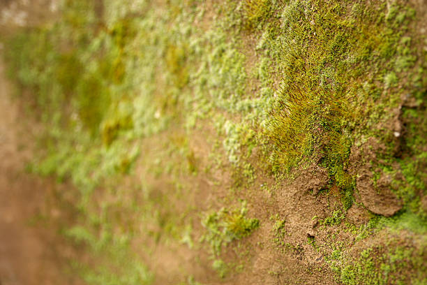 Mossy Wall 1 stock photo