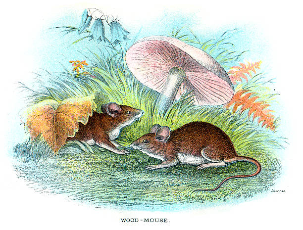 190+ Field Mouse Stock Illustrations, Royalty-Free Vector Graphics