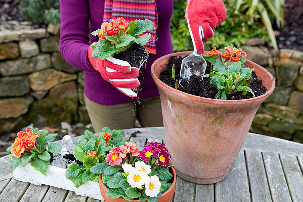 Planting Spring Flowers in Terracotta Pots stock photo