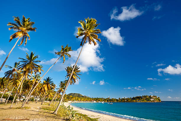 istock Caribbean Beach With Coconut Palm Trees 182516805