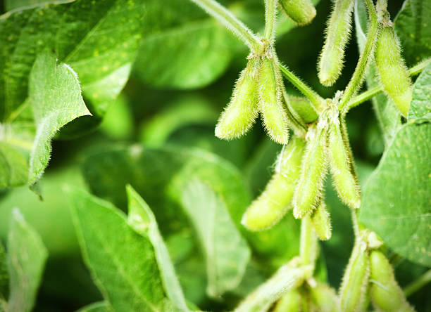 istock Soybeans In The Sun 182516895