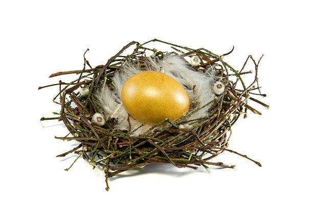 nid d'oiseau pour golden egg - animal egg golden animal nest nest egg photos et images de collection