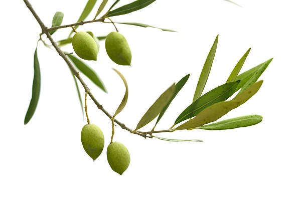 An olive branch with leaves and olives on a white background stock photo