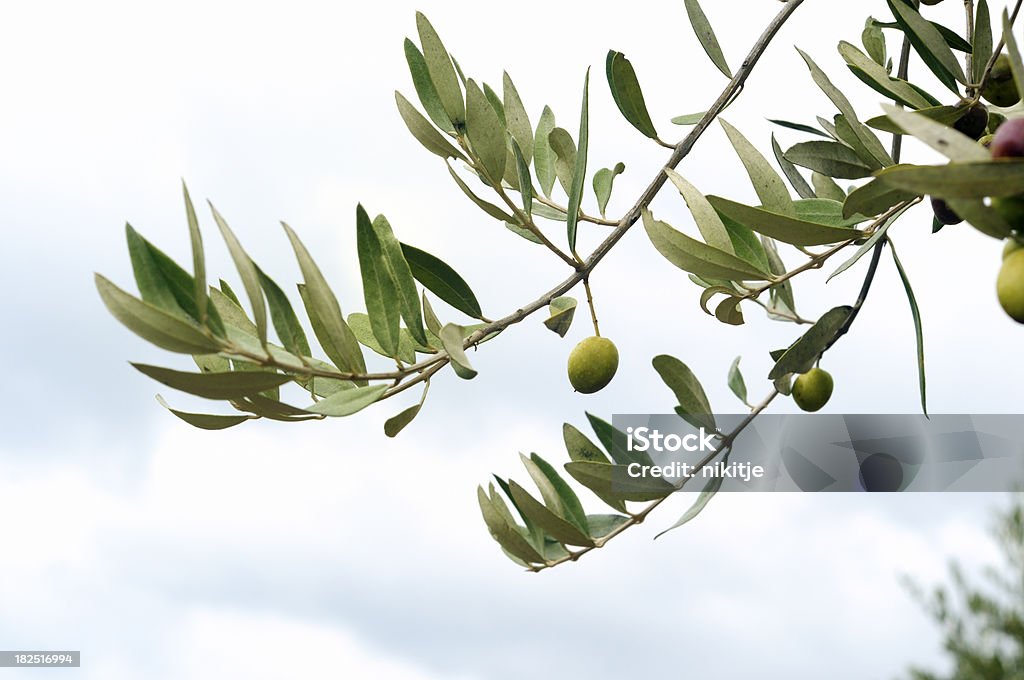 Olive branch - Foto de stock de Agricultura royalty-free