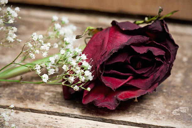 istock Baby's Breath and Dead Rose on Weathered Wood 182517088