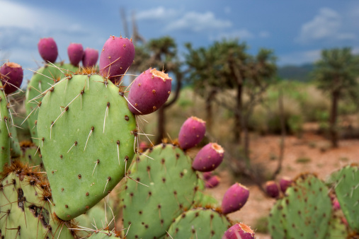 Fields of prickly pear cultivation offering scenic views of plants and fruit.