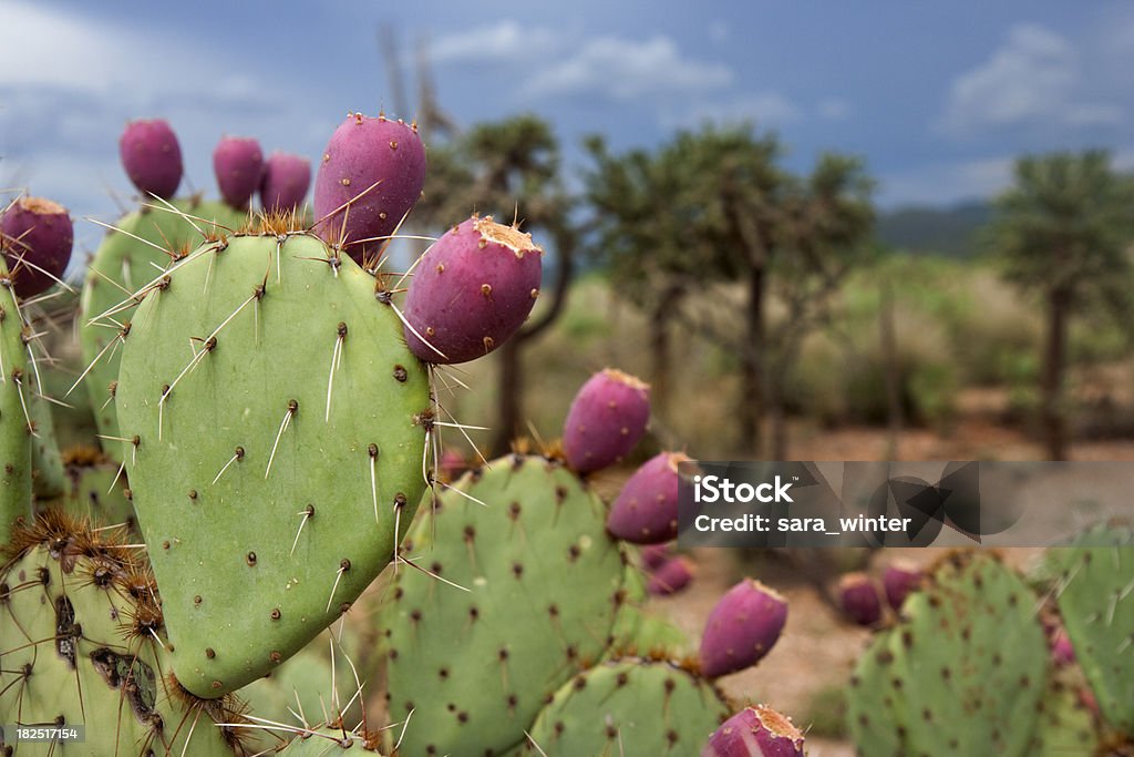 Close up of a prickly pear Close up of a prickly pear cactus in Saguaro National Park, AZ. Prickly Pear Cactus Stock Photo