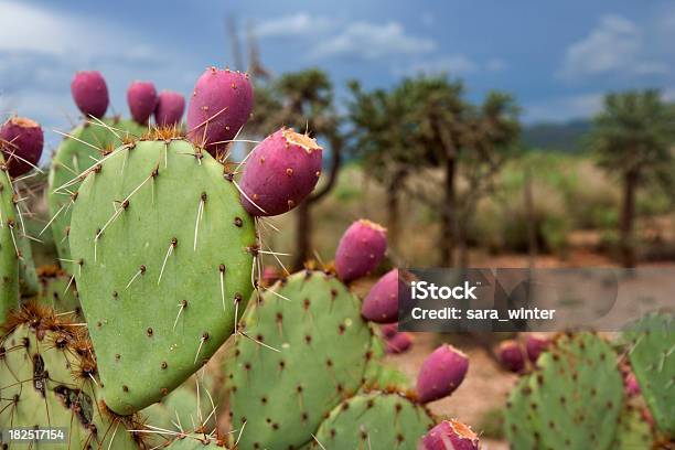 Close Up Of A Prickly Pear Stock Photo - Download Image Now - Prickly Pear Cactus, Tuna Fruit, Cactus