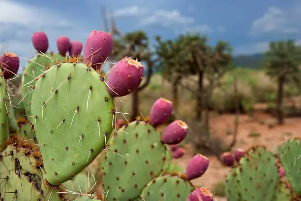 Close up of a prickly pear cactus in Saguaro National Park, AZ.