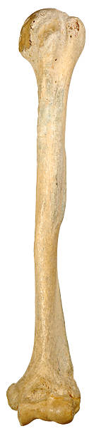 Full Length Human Humerus- Anterior View stock photo