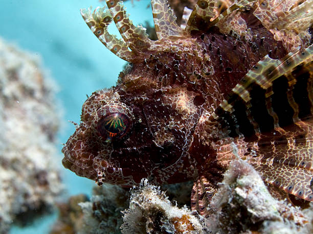 istock dwarf lionfish focus on the eye 182517189