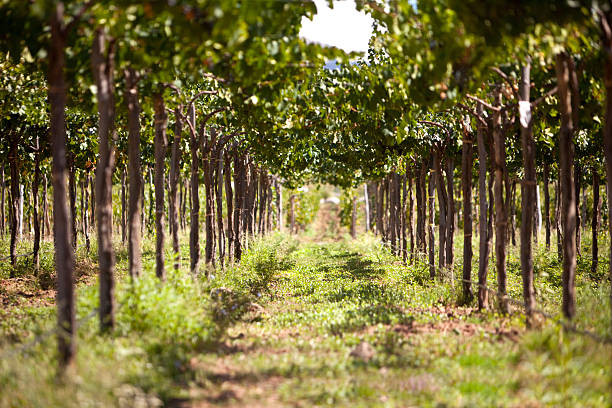 Vineyard stock photo