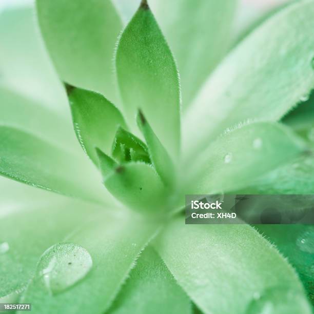 Green In Springaloe Sap Stock Photo - Download Image Now - Aloe Vera Plant, Abstract, Aloe Vera Gel