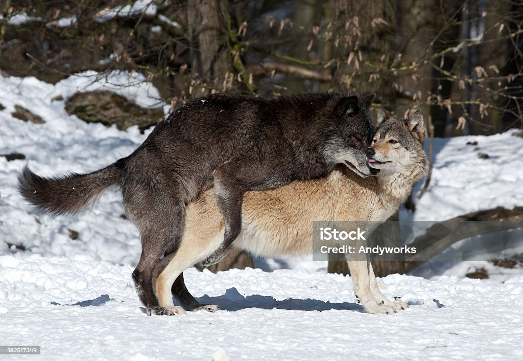 Wolf-Kopulation - Lizenzfrei Wolf Stock-Foto